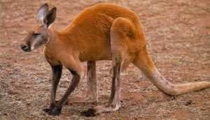 Red Kangaroo