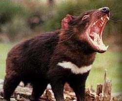 Tasmanian Devil