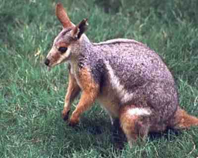 Yellow-footed Rock Wallaby