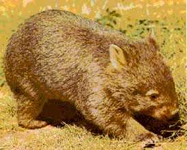 Wombat